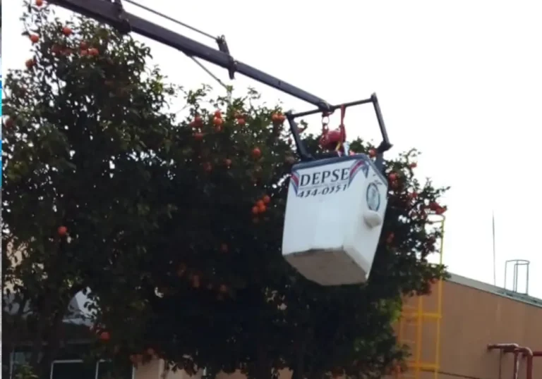 Poda de árboles frutales Trabajos de poda en altura en el Aeropuerto de Santiago del Estero