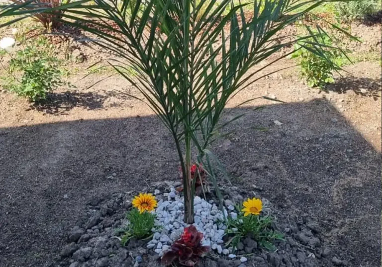 Jardinería en Talleres de Ezeiza20